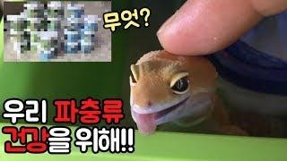 귀여운 동물들 반응! 영양제우리집 파충류 건강하게 키우기 [집돌이]