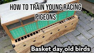 Basket the birds | How to train young pigeons | Racing pigeons