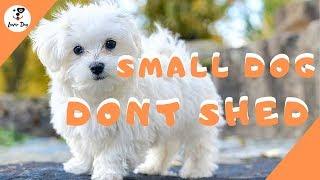 Best 10 Small Dogs That Don't Shed