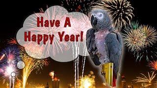 Einstein Parrot's Happy Year Celebration!