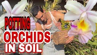 What's the BEST Soil Mix for Sobralia Orchid Success