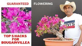 Bougainvillea : Top 5 Hacks for Guaranteed flowering