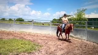 Online Lesson - Rocky Mountain Horse - Gaited Horse Training