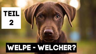 WELCHER WELPE / HUND PASST ZU MIR?