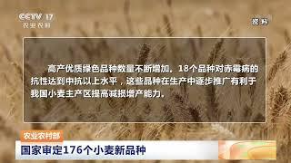 [中国三农报道]农业农村部 国家审定176个小麦新品种|农业致富经 Agriculture And Farming