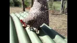 Pet Chicken's Amazing Trick