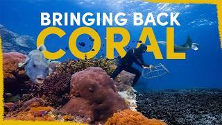 Our strange plan to rebuild this coral reef