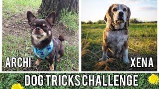 Dog tricks challenge by Xena and Archi