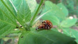 Ladybugs in love