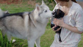 ハスキーの熱烈歓迎にびっくり！保護犬との初めてのご対面