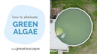 Say Goodbye to Green Algae with Algae Destroyer