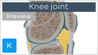 Knee joint: bones, ligaments, articulation, movements (preview) - Human Anatomy | Kenhub