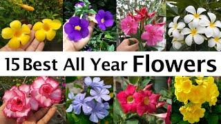 All Year Flowering Plants || All season flowers || Best Flower Plants for Summer, সারা বছর ফুল ।