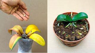 Just 1 Pill! The orchid will revive immediately and bloom all year round.