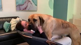 Boerboel trying to trick her Human Mumma into a play fight #trending #viral #boerboel