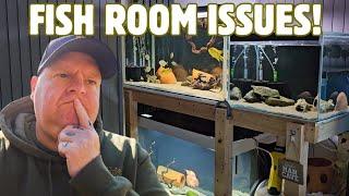 RETURNING from my HOLIDAYS to ISSUES in my FISH ROOM