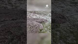 THE BLOB: Bizarre "Hail Flow" Overtakes Nebraska Field