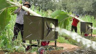 Genius Way They Feed Fishes by Slicing Banana Trees