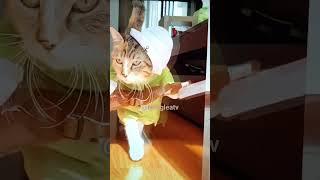 Cute Cat walk!  #cute #cat #shorts #Nengleatv ️