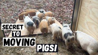 Fastest Way EVER to Move 13 Pigs Across the Farm!