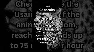 FACTS to KNOW about CHEETAHS: Nature Unleashed!!! #shorts #facts