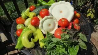 Squash & Zucchini (Pests/Recipes)  Grow It, Cook It, Eat It - A Garden & Cooking Series E- 3