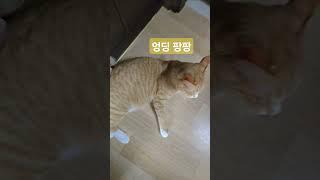 엉딩 팡팡  #잼난다 #고양이일상 #