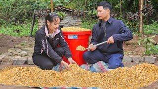 The Process Of Fermenting Wine From Corn & Probiotics - Completed the bamboo bridge for Ly Thi Ca