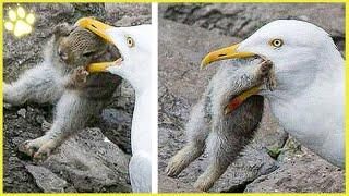 15 Roaming Seagulls Crushing And Swallowing Their Prey Mercilessly