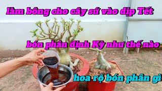 làm bông cho cây sứ vào dịp Tết bón phân định Kỳ như thế nào