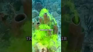 Animals Without Brain 