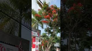 The Firetree from Labuan Bajo. Sehr schöne Blüte. 