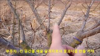 제3강 - 매실나무 가지치기, 매실나무 정지전정, 매실나무 전지 동영상 강의