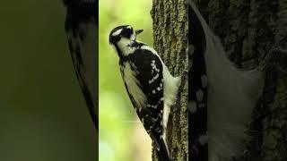 Woodpecker pecking on the tree bark #bird #woodpecker #bark #tree #peck #nature #wildlife HA13162