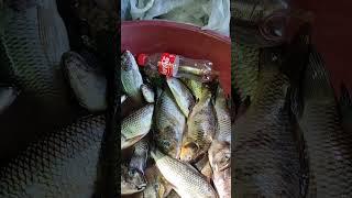 #fish
