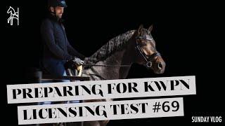 Preparing this Stallion  for the KWPN Licensing Test | Begijnhoeve | Sunday Vlog #69