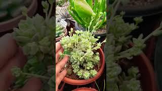 #Succulent #plant #succulents #plants #cactus #propagation #homegarden #tips #care