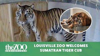 The Louisville Zoo Welcomes a Sumatran Tiger Cub!