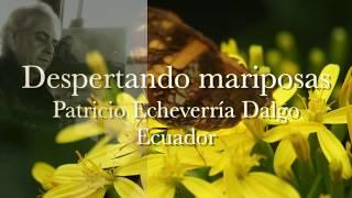 DESPERTANDO MARIPOSAS  Patricio Echeverría Dalgo