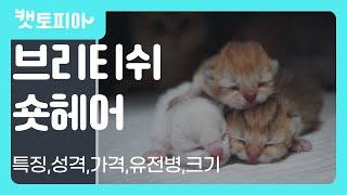 귀여운 브리티쉬 숏헤어 고양이 총정리