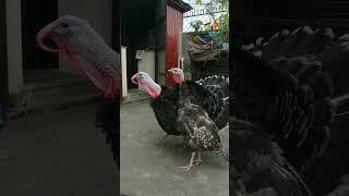 Turkey Tom gobbles in response to whistling. / gobbling turkey bird.