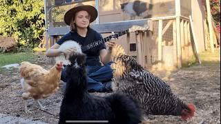 Dinner Music for Chickens