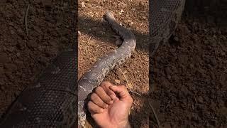 Common sand boa snake  #snake #rescue #viralshort