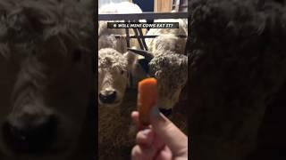 Will minicows eat it? PART 1  #mini #cow #bull #eating #galloway #minikoe #minirund #koetjes #koe