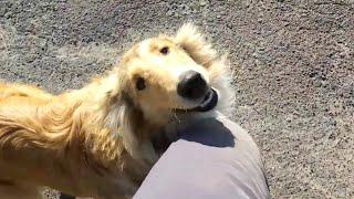  Rough collie  Jessie 5 month and Sima cat play in yard morning.