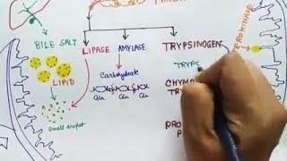 Digestive System of Human