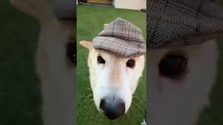 SHERLOCK DOGE #cutenessoverload