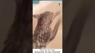 Animals Being Funny Videos - Funny Animals TV #1430