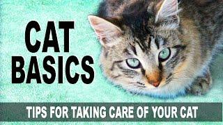 Meow Bow Wow: Cat Basics