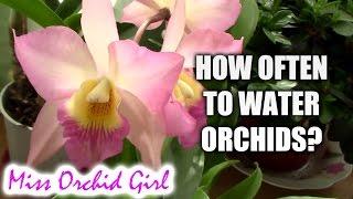 How often should Orchids be watered?